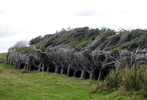 Coastline Trees