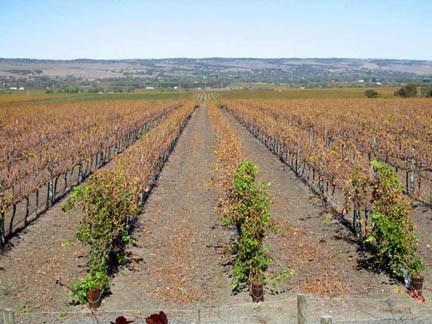 McLaren Valley Vineyard