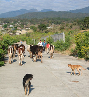 cuernavaca animals