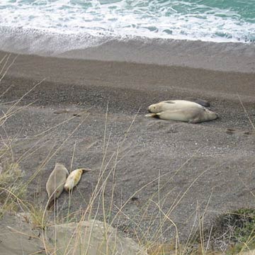 Sea Lions